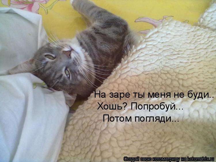 Котоматрица: На заре ты меня не буди.. Хошь? Попробуй... Потом погляди...