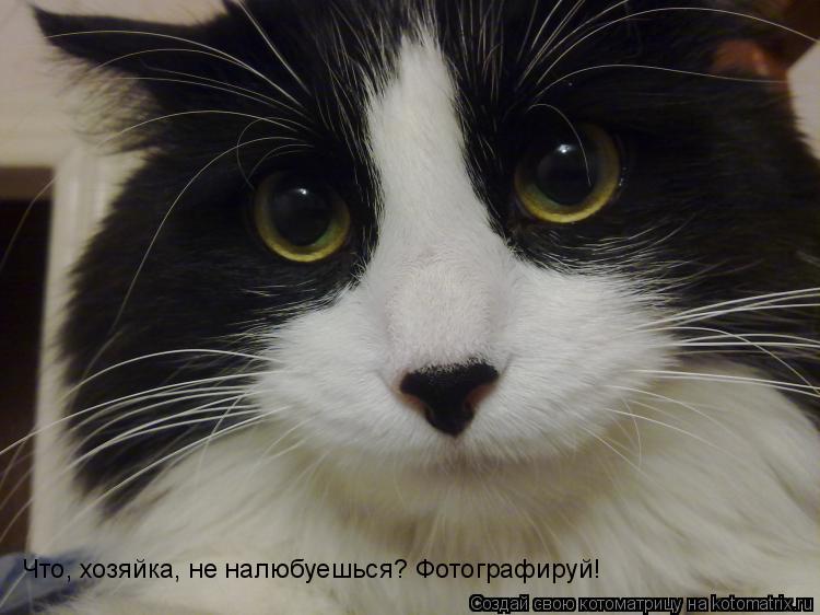 Котоматрица: Что, хозяйка, не налюбуешься? Фотографируй!
