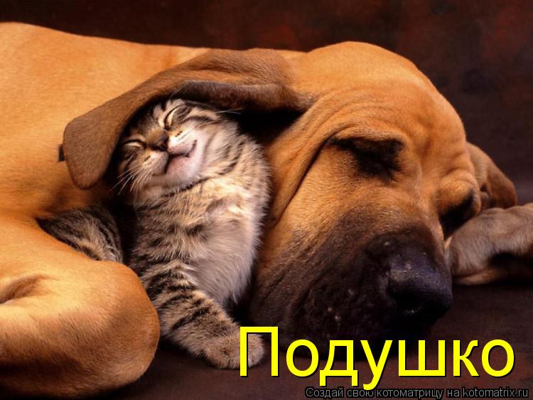 Котоматрица: Подушко