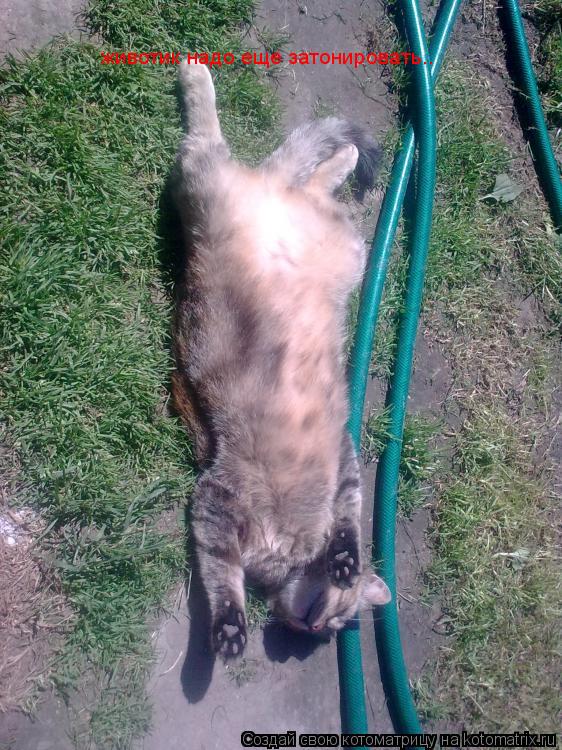 Котоматрица: животик надо еще затонировать..