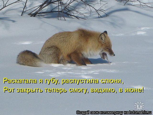 Растение горец (фото) - сорта и виды, посадка и уход Сайт о Потолок из пластиковых панелей: инструкция по