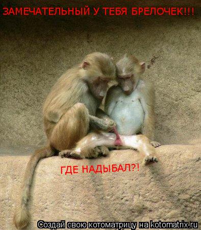 Котоматрица: ЗАМЕЧАТЕЛЬНЫЙ У ТЕБЯ БРЕЛОЧЕК!!! ГДЕ НАДЫБАЛ?!