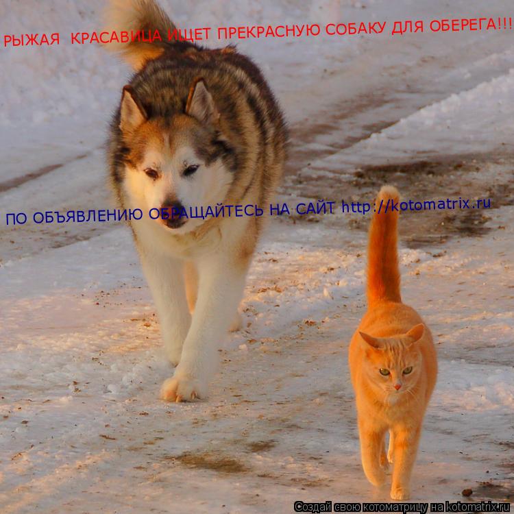 Котоматрица: РЫЖАЯ  КРАСАВИЦА ИЩЕТ ПРЕКРАСНУЮ СОБАКУ ДЛЯ ОБЕРЕГА!!! ПО ОБЪЯВЛЕНИЮ ОБРАЩАЙТЕСЬ НА САЙТ http://kotomatrix.ru
