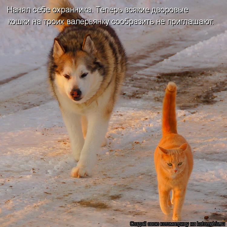 Котоматрица: Нанял себе охранника. Теперь всякие дворовые кошки на троих валерьянку сообразить не приглашают.
