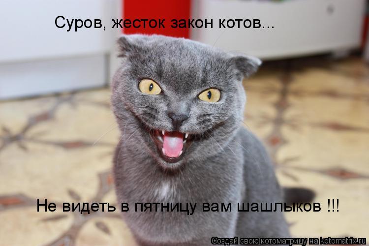 Котоматрица: Суров, жесток закон котов... Не видеть в пятницу вам шашлыков !!!
