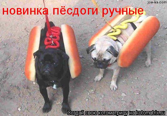 Котоматрица: новинка пёсдоги ручные
