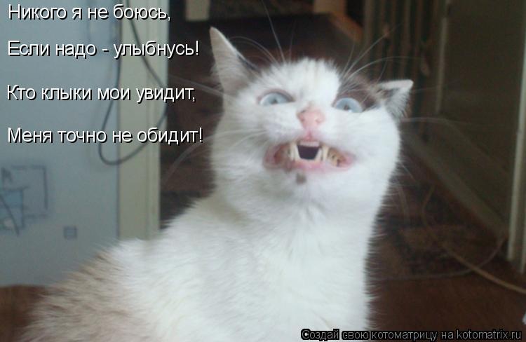 Котоматрица: Никого я не боюсь, Если надо - улыбнусь! Кто клыки мои увидит, Меня точно не обидит!
