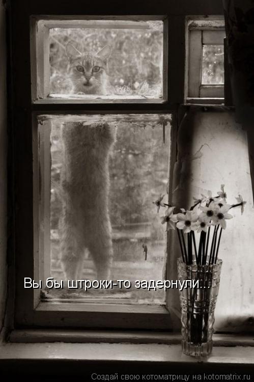 Котоматрица: Вы бы штроки-то задернули...