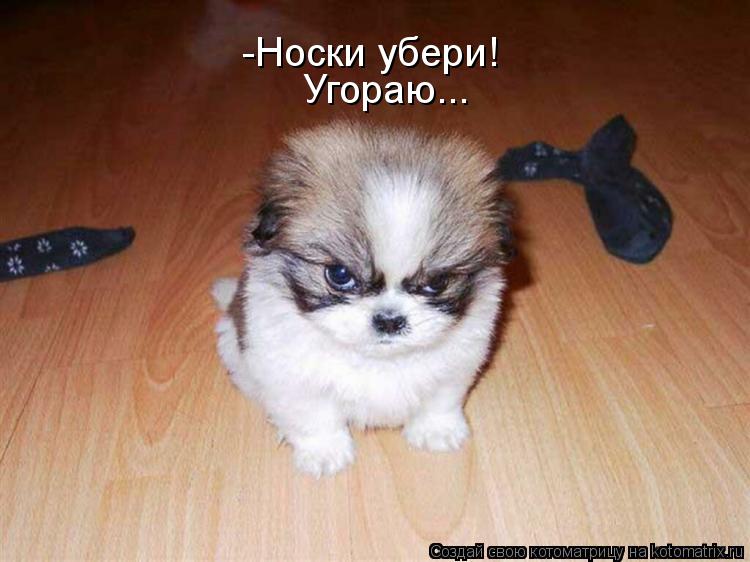 Котоматрица: -Носки убери! Угораю...
