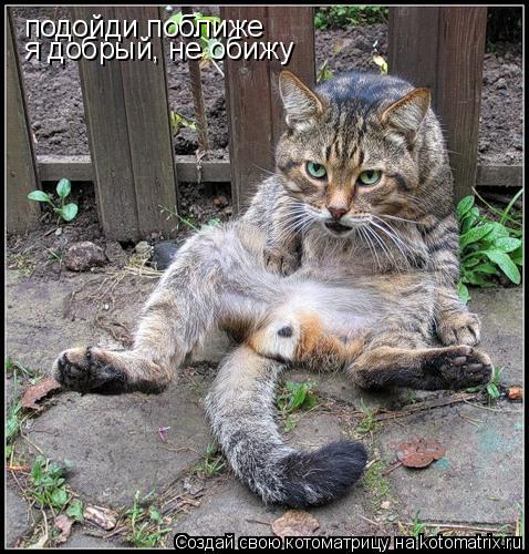 Котоматрица: подойди поближе я добрый, не обижу