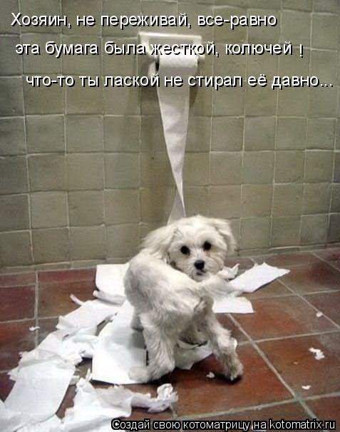 Котоматрица: Хозяин, не переживай, все-равно  эта бумага была жесткой, колючей ! что-то ты лаской не стирал её давно...