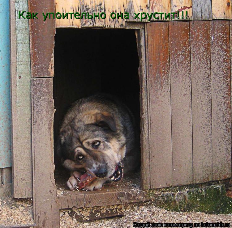 Котоматрица: Как упоительно она хрустит!!!