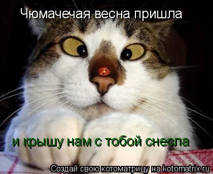 Котоматрица: Чюмачечая весна пришла и крышу нам с тобой снесла
