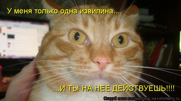 Котоматрица: У меня только одна извилина.... ....И ТЫ НА НЕЕ ДЕЙСТВУЕШЬ!!!!