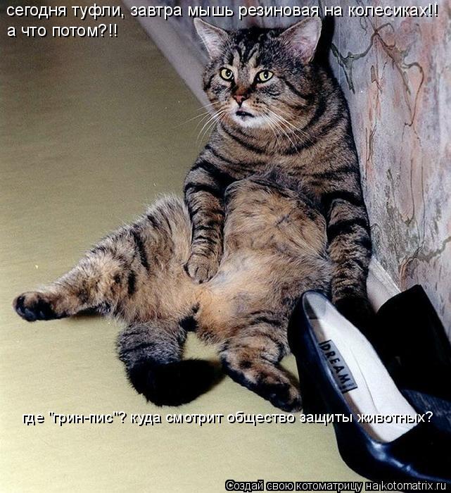 Котоматрица: сегодня туфли, завтра мышь резиновая на колесиках!! а что потом?!! где "грин-пис"? куда смотрит общество защиты животных?