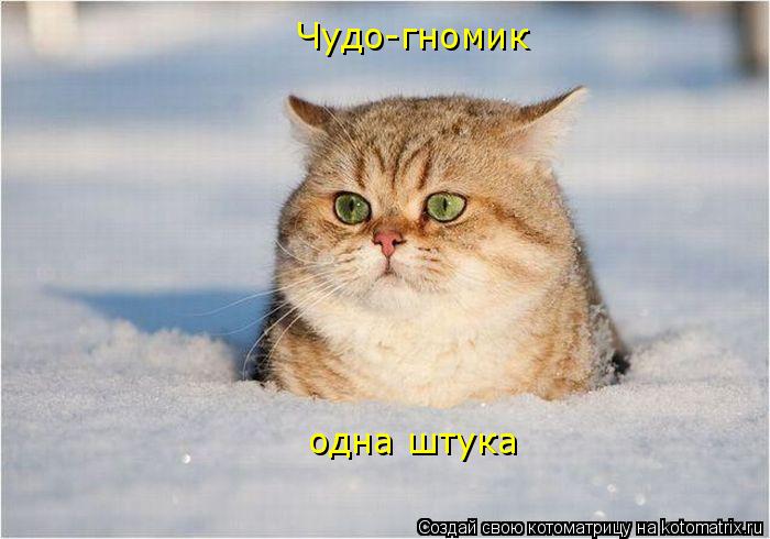 Котоматрица: Чудо-гномик одна штука