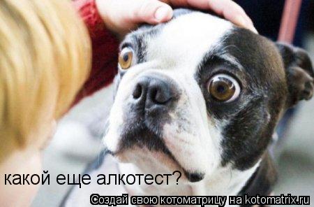 Котоматрица: какой еще алкотест?