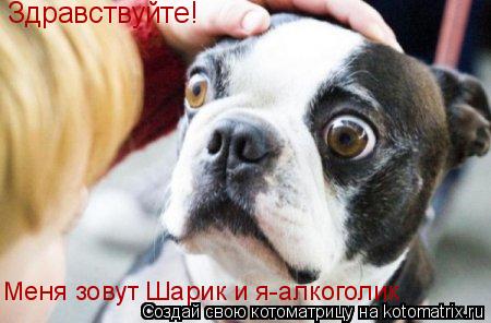 Котоматрица: Здравствуйте! Меня зовут Шарик и я-алкоголик