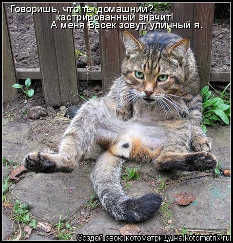 Котоматрица: Говоришь, что ты домашний?  кастрированный значит! А меня Васек зовут, уличный я.