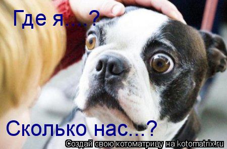 Котоматрица: Где я....? Сколько нас...?