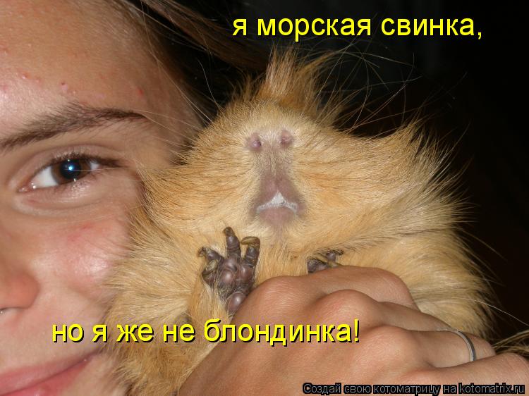 Котоматрица: я морская свинка, но я же не блондинка! но я же не блондинка!
