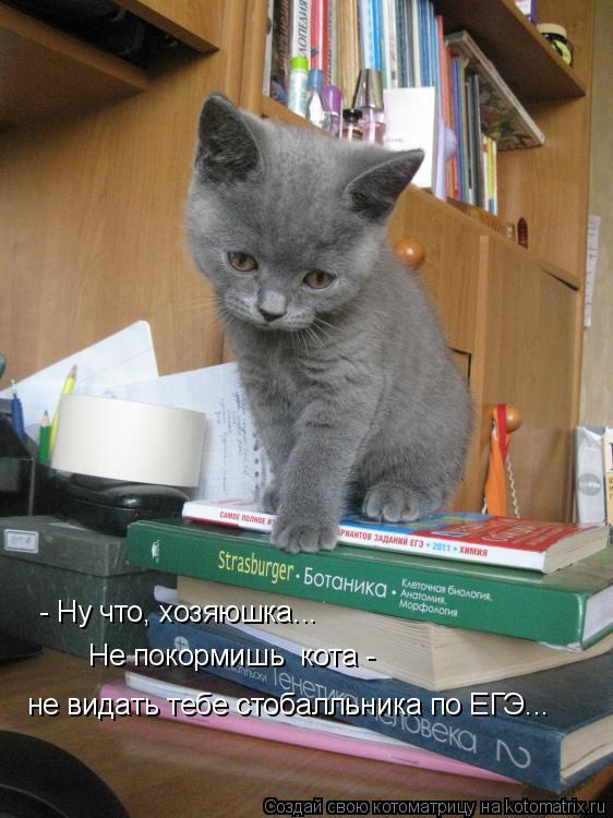 Котоматрица: - Ну что, хозяюшка... Не покормишь  кота -  не видать тебе стобалльника по ЕГЭ...