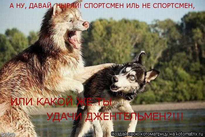 Котоматрица: А НУ, ДАВАЙ, НЫРЯЙ! СПОРТСМЕН ИЛЬ НЕ СПОРТСМЕН, ИЛИ КАКОЙ ЖЕ ТЫ  УДАЧИ ДЖЕНТЕЛЬМЕН?!!!