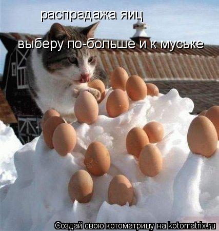 Котоматрица: распрадажа яиц выберу по-больше и к муське