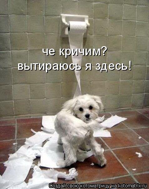 Котоматрица: че кричим? вытираюсь я здесь!