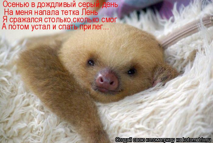 Котоматрица: Осенью в дождливый серый день На меня напала тетка Лень Я сражался столько,сколько смог А потом устал и спать прилег...
