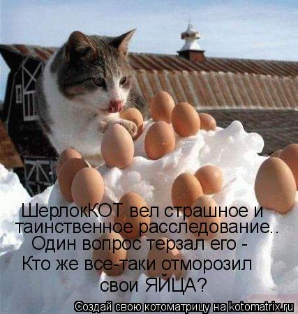 Котоматрица: ШерлокКОТ вел страшное и таинственное расследование.. Один вопрос терзал его - Кто же все-таки отморозил  свои ЯЙЦА?