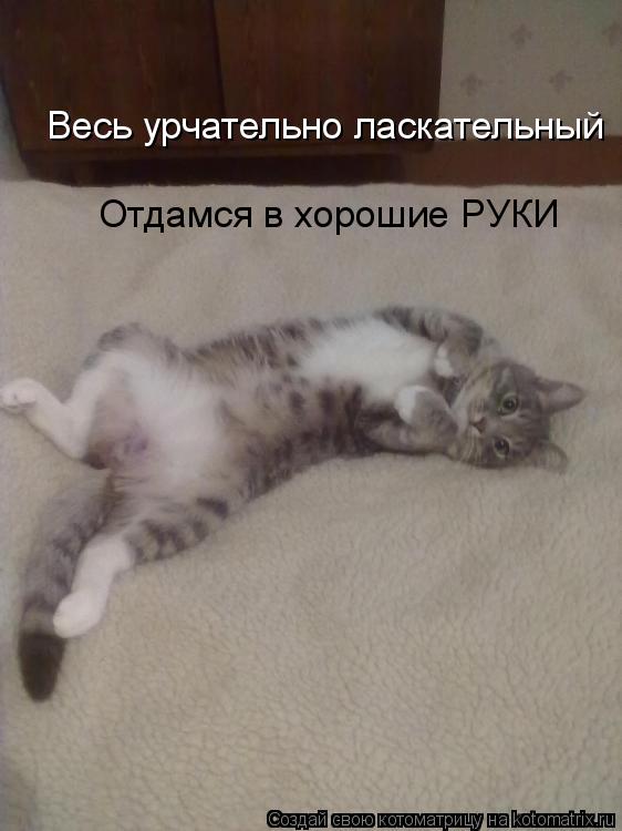 Котоматрица: Весь урчательно ласкательный Отдамся в хорошие РУКИ