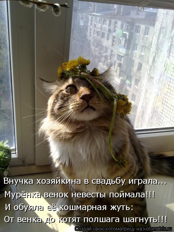 Внучка хозяйкина в свадьбу играла... Мурёнка венок невесты поймала!!! И обуяла её кошмарная жуть: От ... Котоматрица: Внучка хозяйкина в свадьбу играла... Мурёнка венок невесты поймала!!! И обуяла её кошмарная жуть: От венка до котят полшага шагнуть!!!