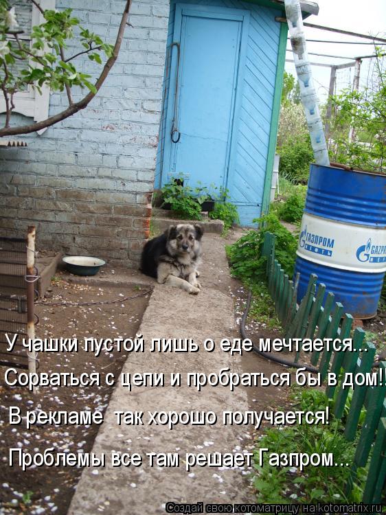 Котоматрица: У чашки пустой лишь о еде мечтается... Сорваться с цепи и пробраться бы в дом!!! В рекламе  так хорошо получается! Проблемы все там решает Газп