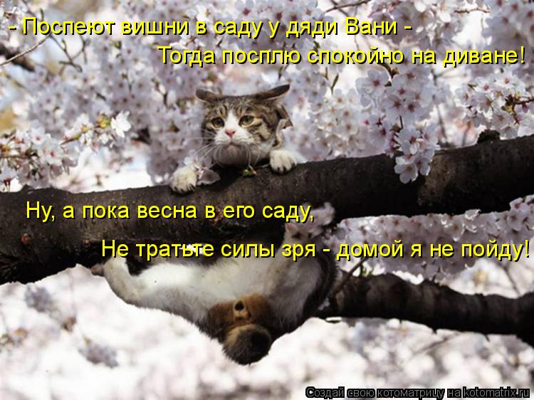 - Поспеют вишни в саду у дяди Вани - Тогда посплю спокойно на диване! Ну, а пока весна в его саду, Не... Котоматрица: - Поспеют вишни в саду у дяди Вани - Тогда посплю спокойно на диване! Ну, а пока весна в его саду, Не тратьте силы зря - домой я не пойду!
