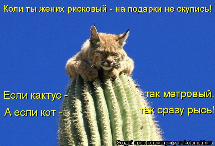Коли ты жених рисковый - на подарки не скупись! Если кактус - так метровый, А если кот - так сразу ... Котоматрица: Коли ты жених рисковый - на подарки не скупись! Если кактус - так метровый, А если кот - так сразу рысь!