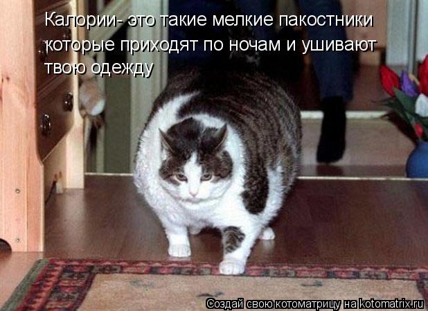 Котоматрица: Калории- это такие мелкие пакостники которые приходят по ночам и ушивают твою одежду Калории- это такие мелкие пакостники  которые приходя