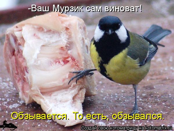 Котоматрица: -Ваш Мурзик сам виноват! Обзывается. То есть, обзывался.