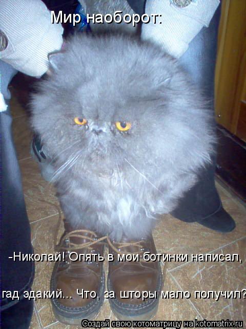 Котоматрица: Мир наоборот: -Николай! Опять в мои ботинки написал, гад эдакий... Что, за шторы мало получил?!