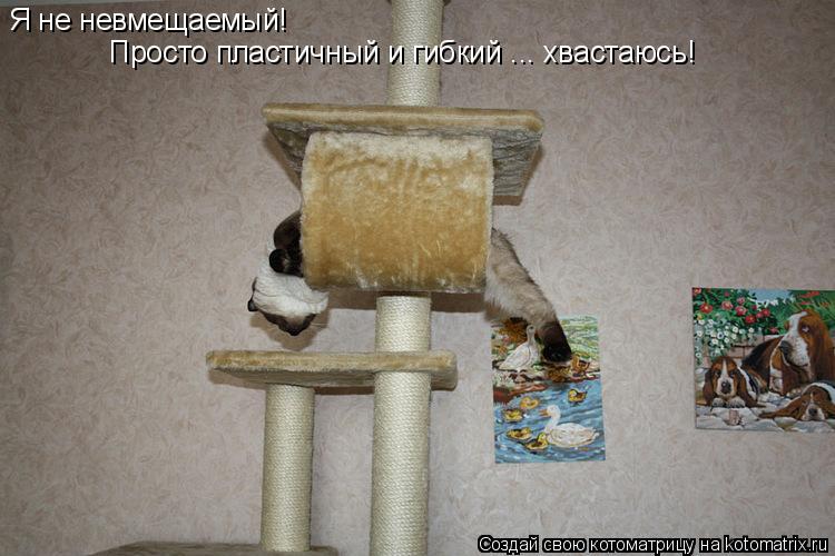 Котоматрица: Я не невмещаемый! Просто пластичный и гибкий ... хвастаюсь!