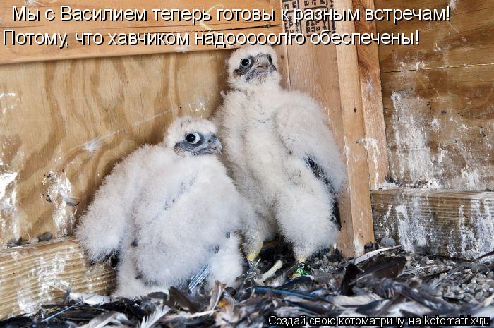 Котоматрица: Мы с Василием теперь готовы к разным встречам! Потому, что хавчиком надооооолго обеспечены!