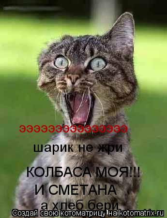 Котоматрица: эээээээээээээээ  шарик не жри  КОЛБАСА МОЯ!!! И СМЕТАНА а хлеб бери