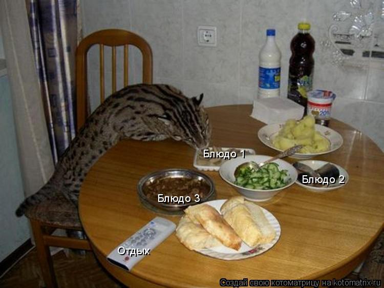 Котоматрица: Блюдо 1 Блюдо 2 Блюдо 3 Отдых