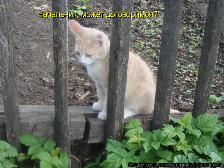 Котоматрица: Начальник, может договоримся?