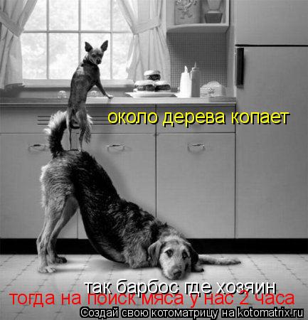 Котоматрица: так барбос где хозяин около дерева копает тогда на поиск мяса у нас 2 часа