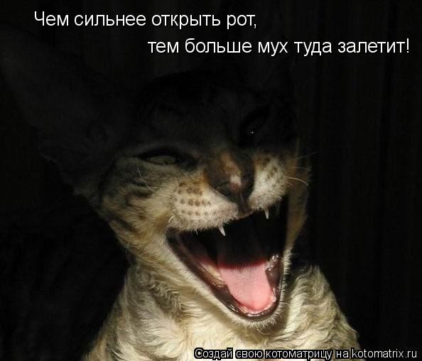Котоматрица: Чем сильнее открыть рот, тем больше мух туда залетит!