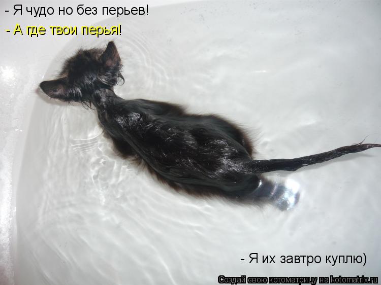 Котоматрица: - Я чудо но без перьев! - А где твои перья! - Я их завтро куплю)