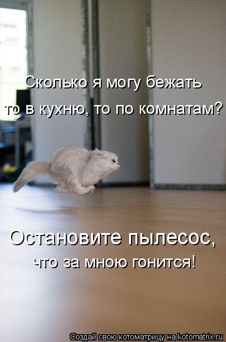 Котоматрица: Остановите пылесос, что за мною гонится! Сколько я могу бежать то в кухню, то по комнатам?