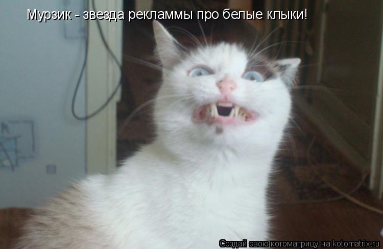 Котоматрица: Мурзик - звезда рекламмы про белые клыки!