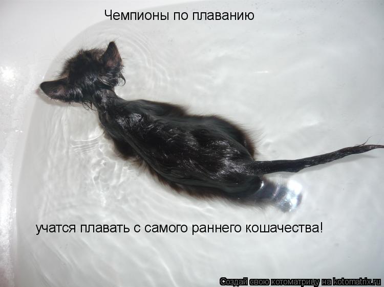 Котоматрица: Чемпионы по плаванию учатся плавать с самого раннего кошачества!